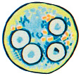 Protozoa, voorkomend in zeer veel soorten buitenwater en alle werelddelen